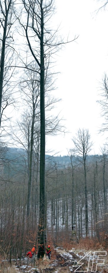 Was für ein langer Baum!