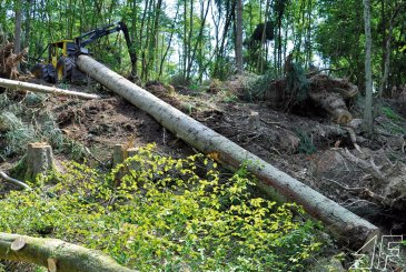 Der Welte Ökonom bekommt auch diesen Fünf-Festmeter-Stamm problemlos die Böschung hinauf – erstaunlich, wieviel die 31 Jahre alte Winde wegzieht.